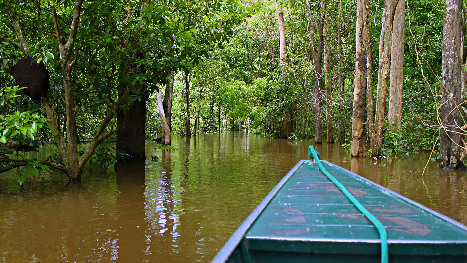 Proa de barco de alumínio entrando na floresta alagada, entre troncos de árvores parcialmente submersos em água barrenta, no Parque Nacional do Jaú