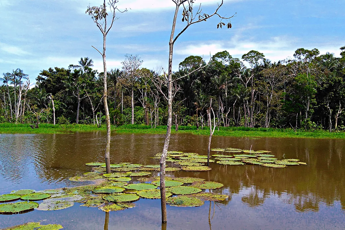 Igapó com vitórias-régias flutuando entre troncos de árvores dentro da água, com a mata ao fundo