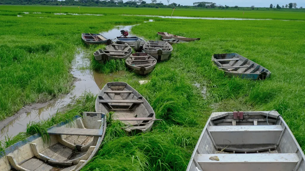 Canoas de madeira e de alumínio paradas no capim que cobre o leito seco do Lago do Aleixo, em Manaus, com filetes de água entre a vegetação e a mata no horizonte