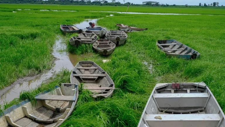 Canoas de madeira e de alumínio paradas no capim que cobre o leito seco do Lago do Aleixo, em Manaus, com filetes de água entre a vegetação e a mata no horizonte